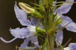 American bellflower